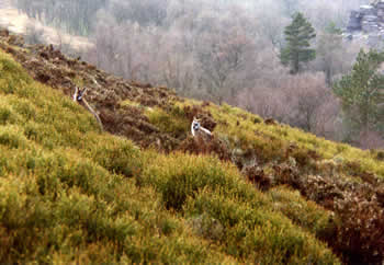 two wallabies